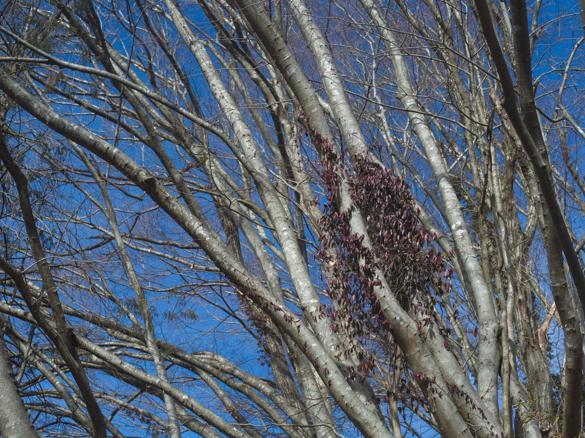 Winter trees around inou studio in Fujino