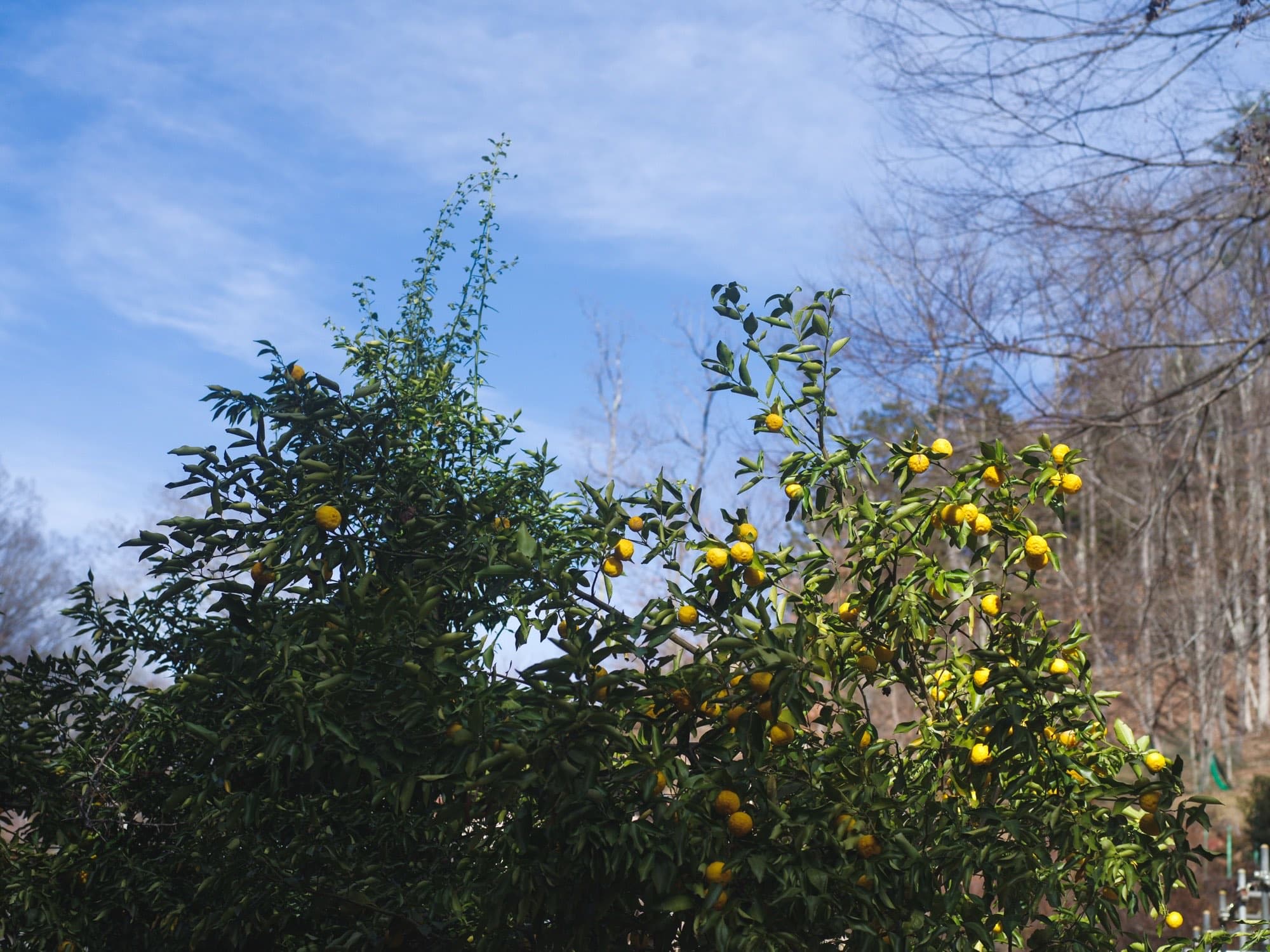 Yuzu tree in the satoyama landscape around inou studio